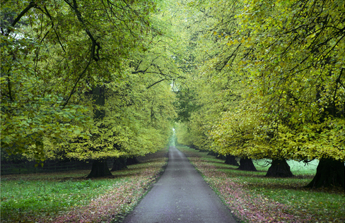 A picutre of trees in Summer.