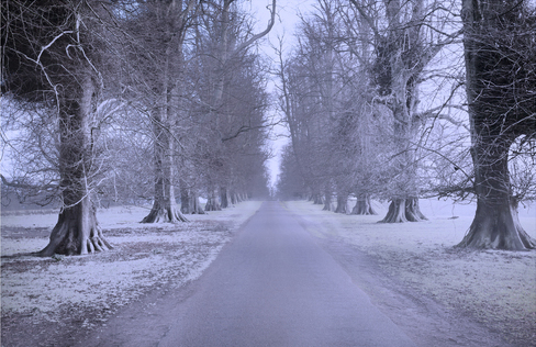 A picture of trees covered in snow.